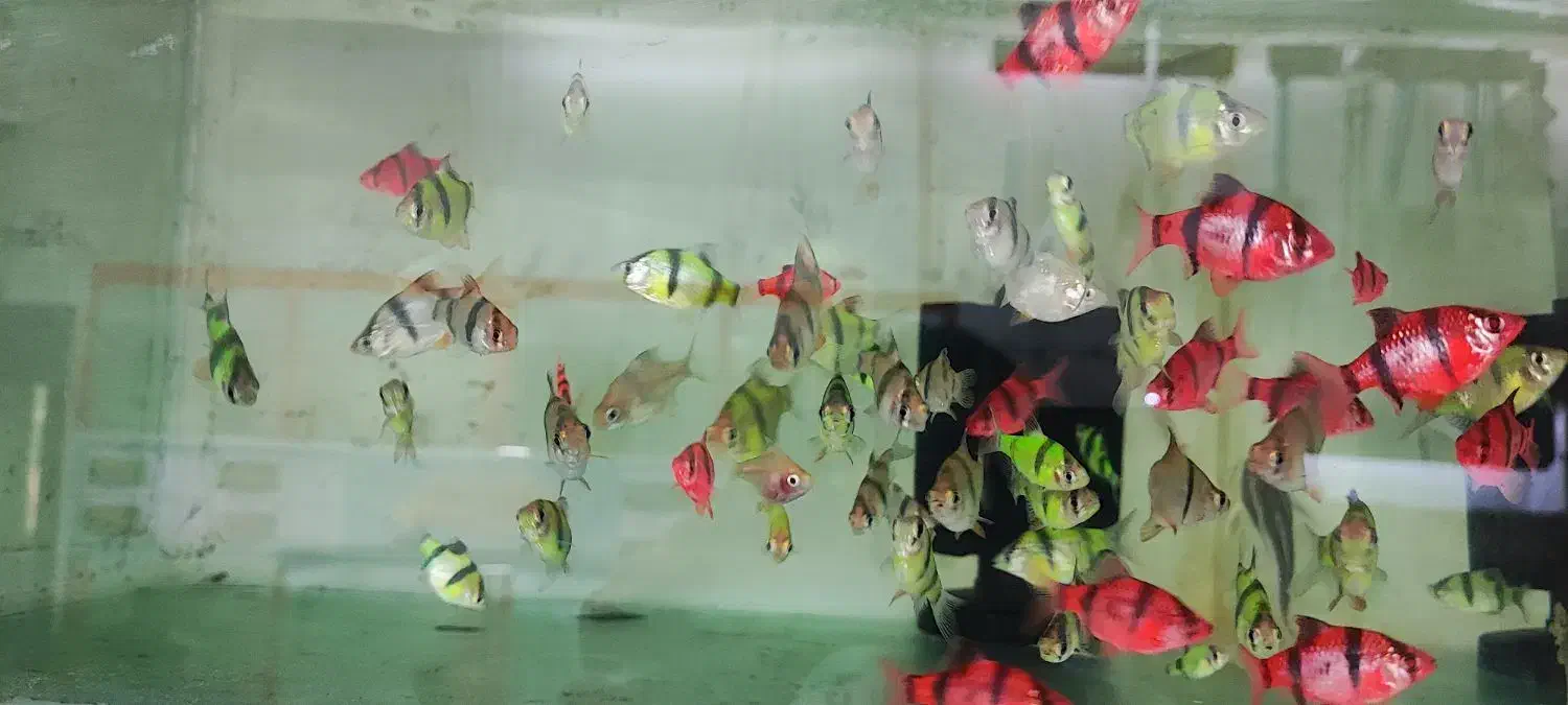 بار جدید ماهی رسید|ماهی|بیرجند, |دیوار