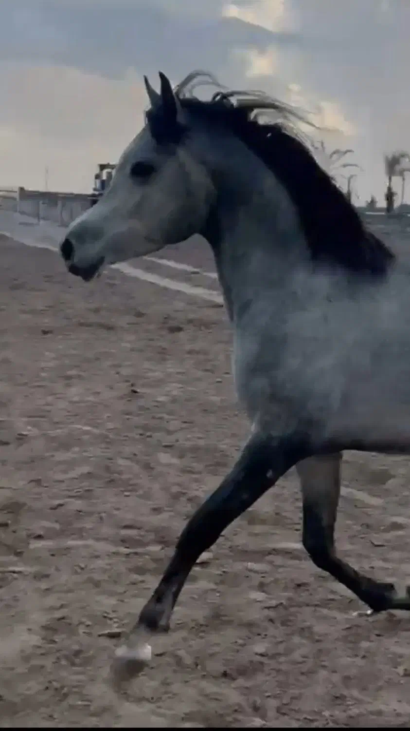 فروش اسب اصیل عرب دو سر عرب خالص|اسب و تجهیزات اسب‌سواری|بندرعباس, |دیوار