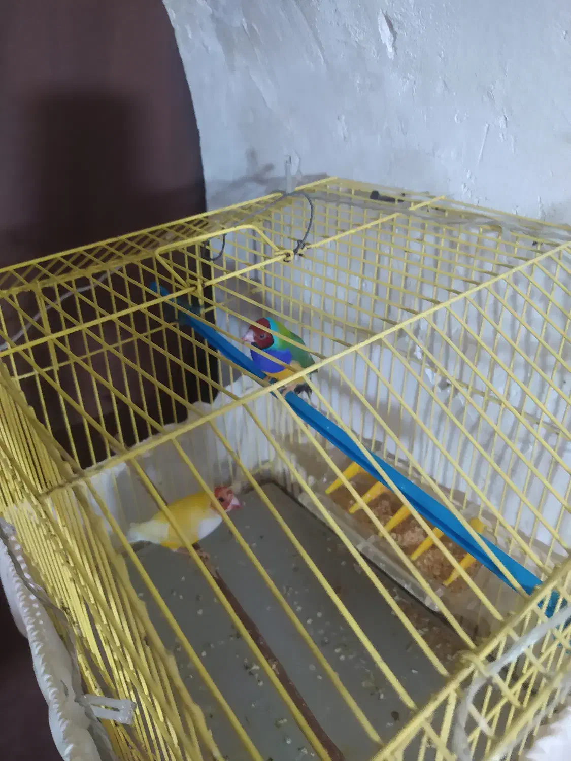 سره گلدین|پرنده|سمنان, |دیوار