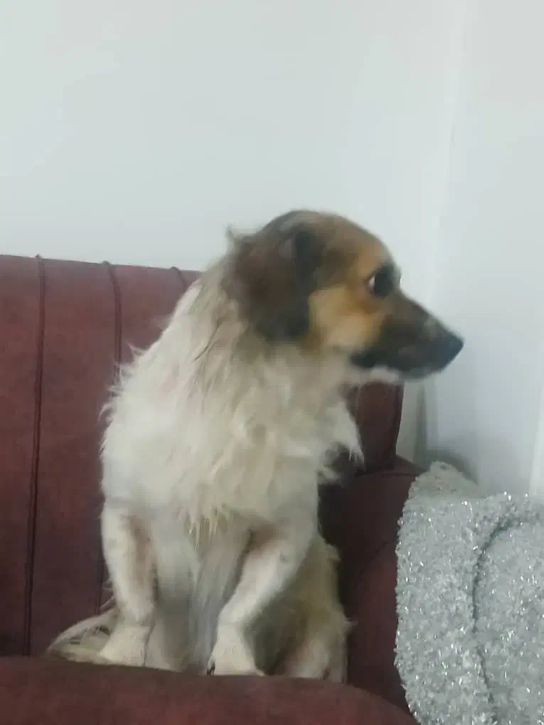 سگ یه ساله|سگ|ماهدشت, |دیوار