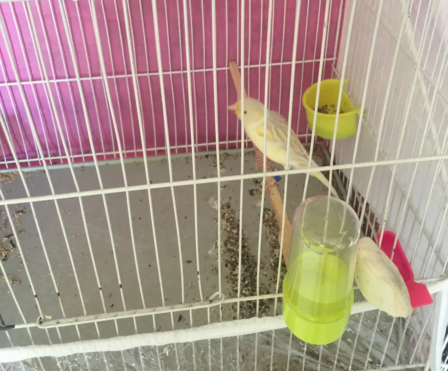 قناری|پرنده|مشهد, محمدآباد|دیوار