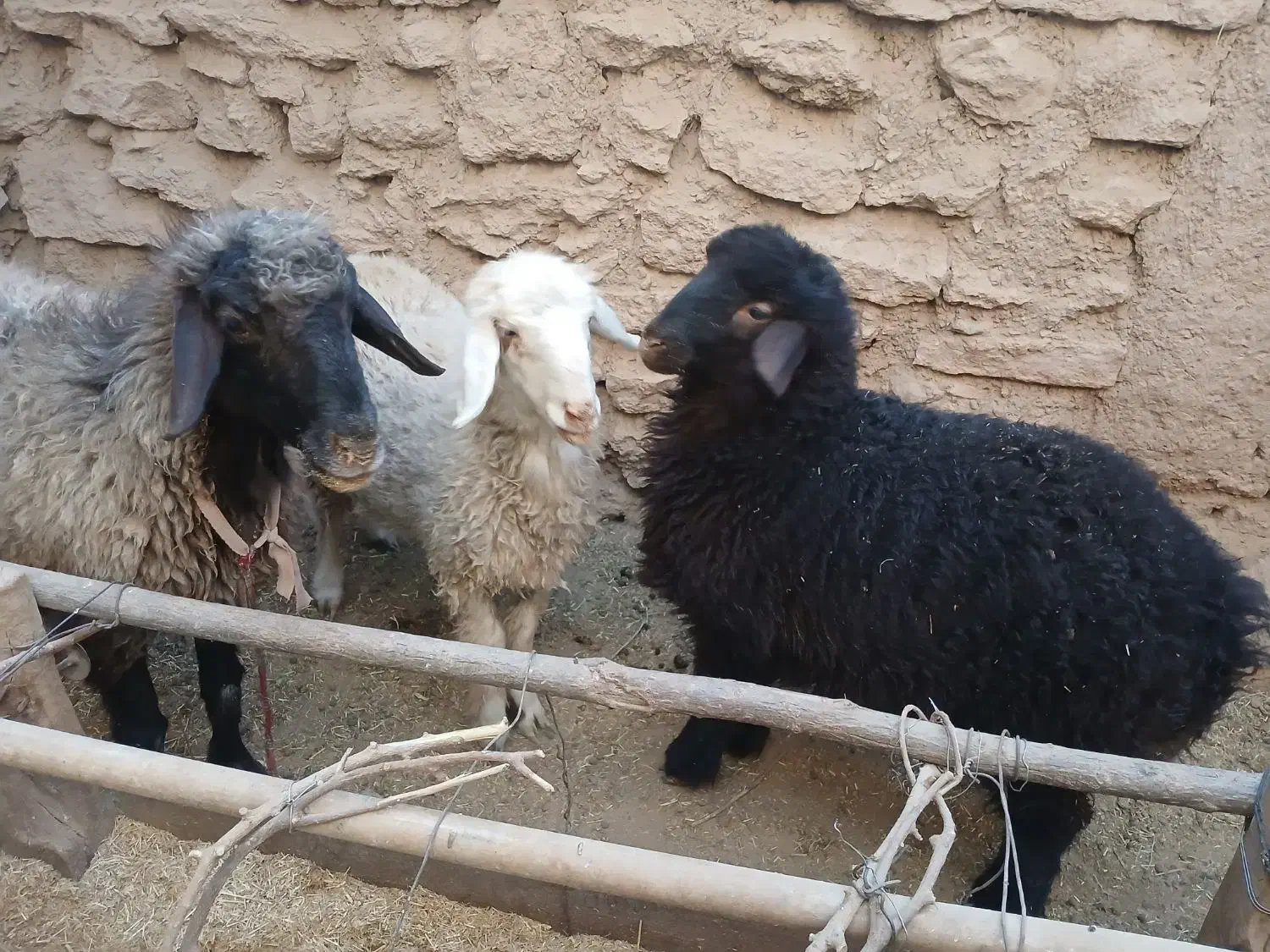 فروش بره|حیوانات مزرعه|تفت, |دیوار