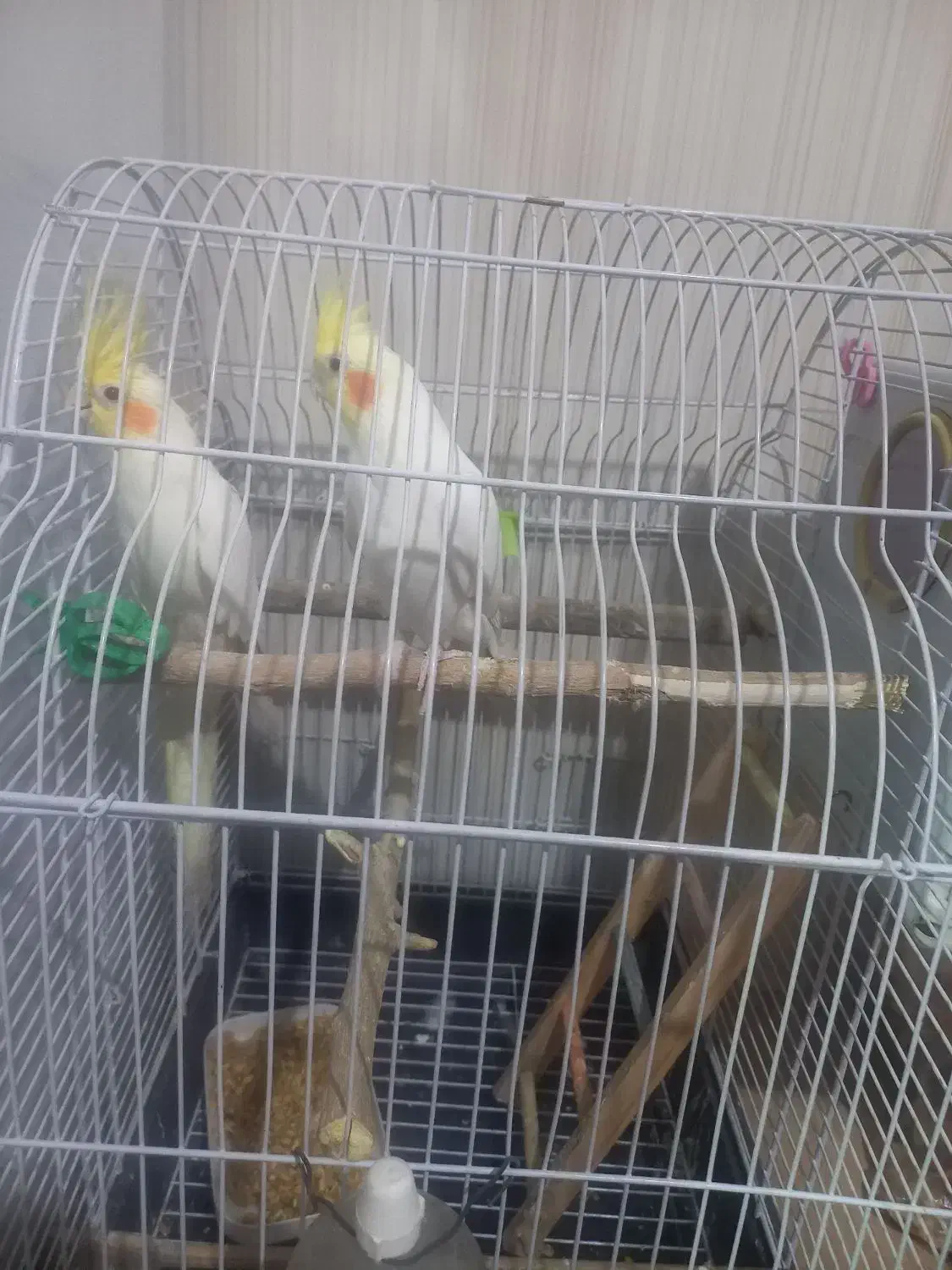 نر و ماده لوتینو|پرنده|فردوسیه, |دیوار