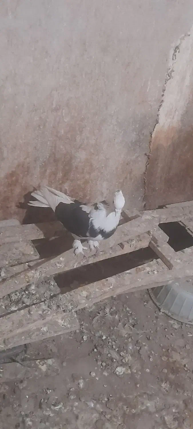 کبوتر هما|پرنده|فشاپویه, |دیوار