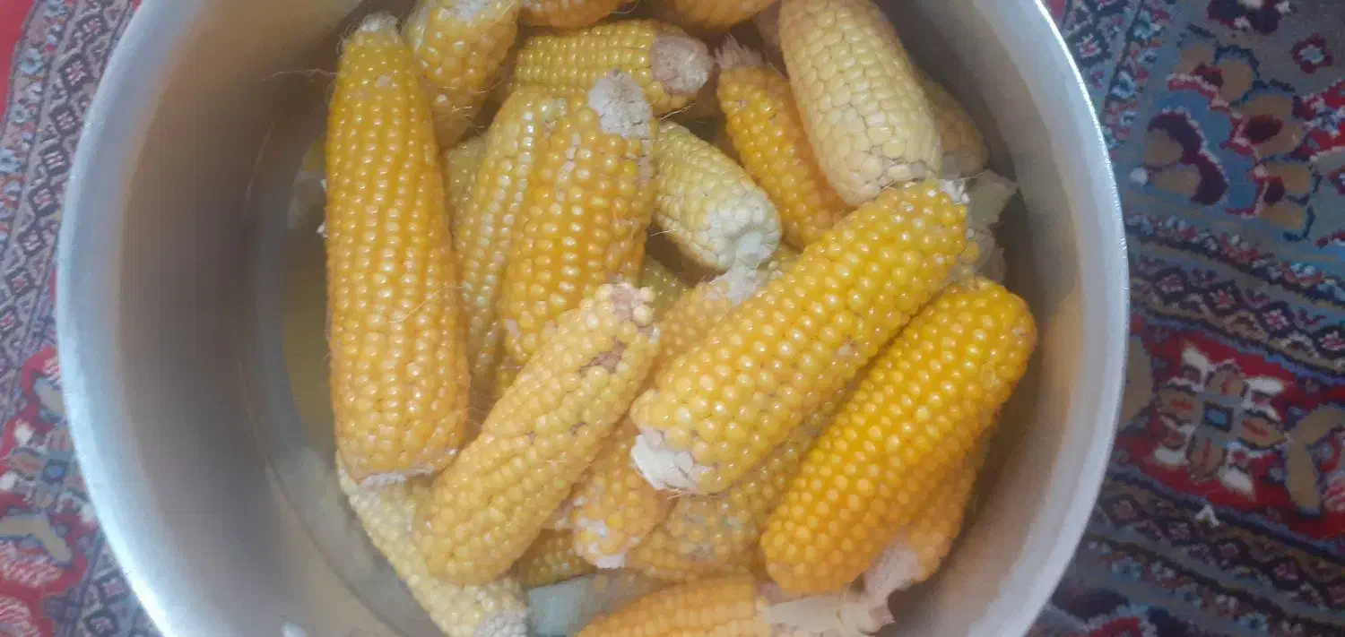 ذرت کوردی|خوردنی و آشامیدنی|ایوان, |دیوار