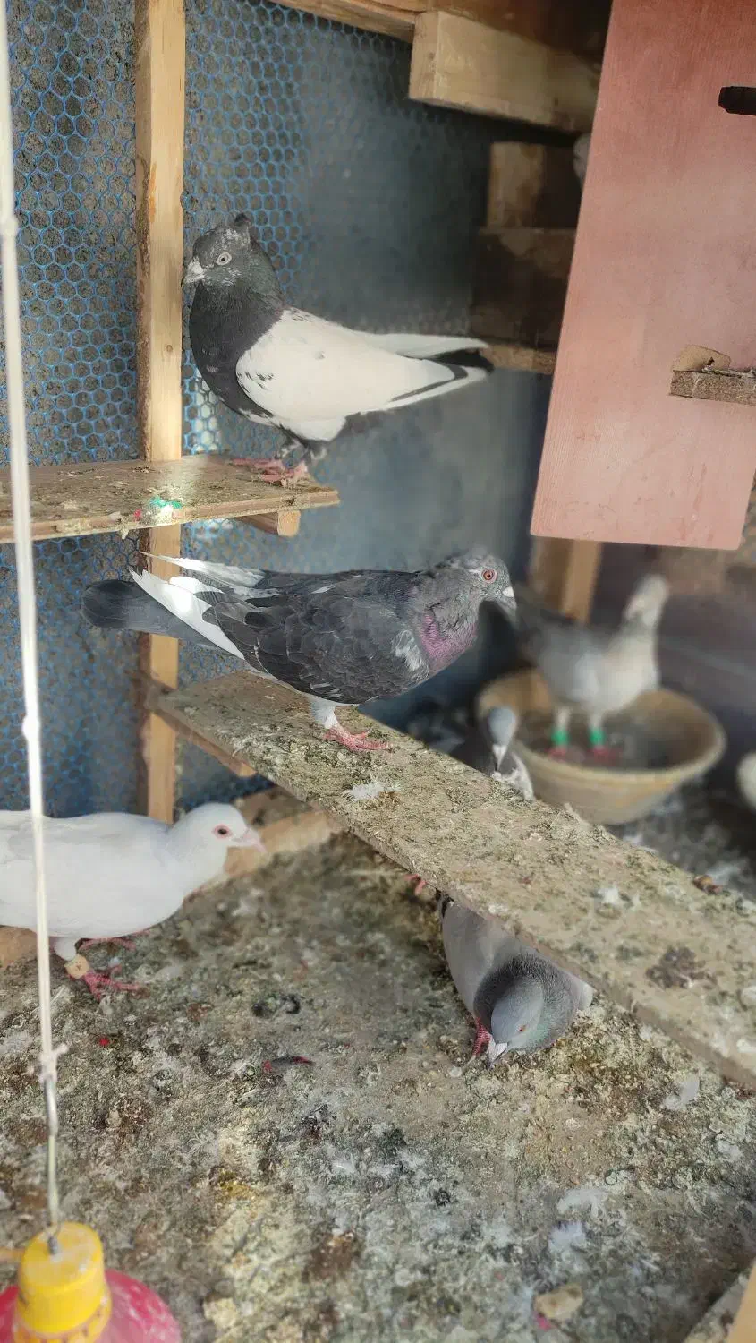 تعدادی کبوتر غریب|پرنده|مشهد, امیرآباد|دیوار