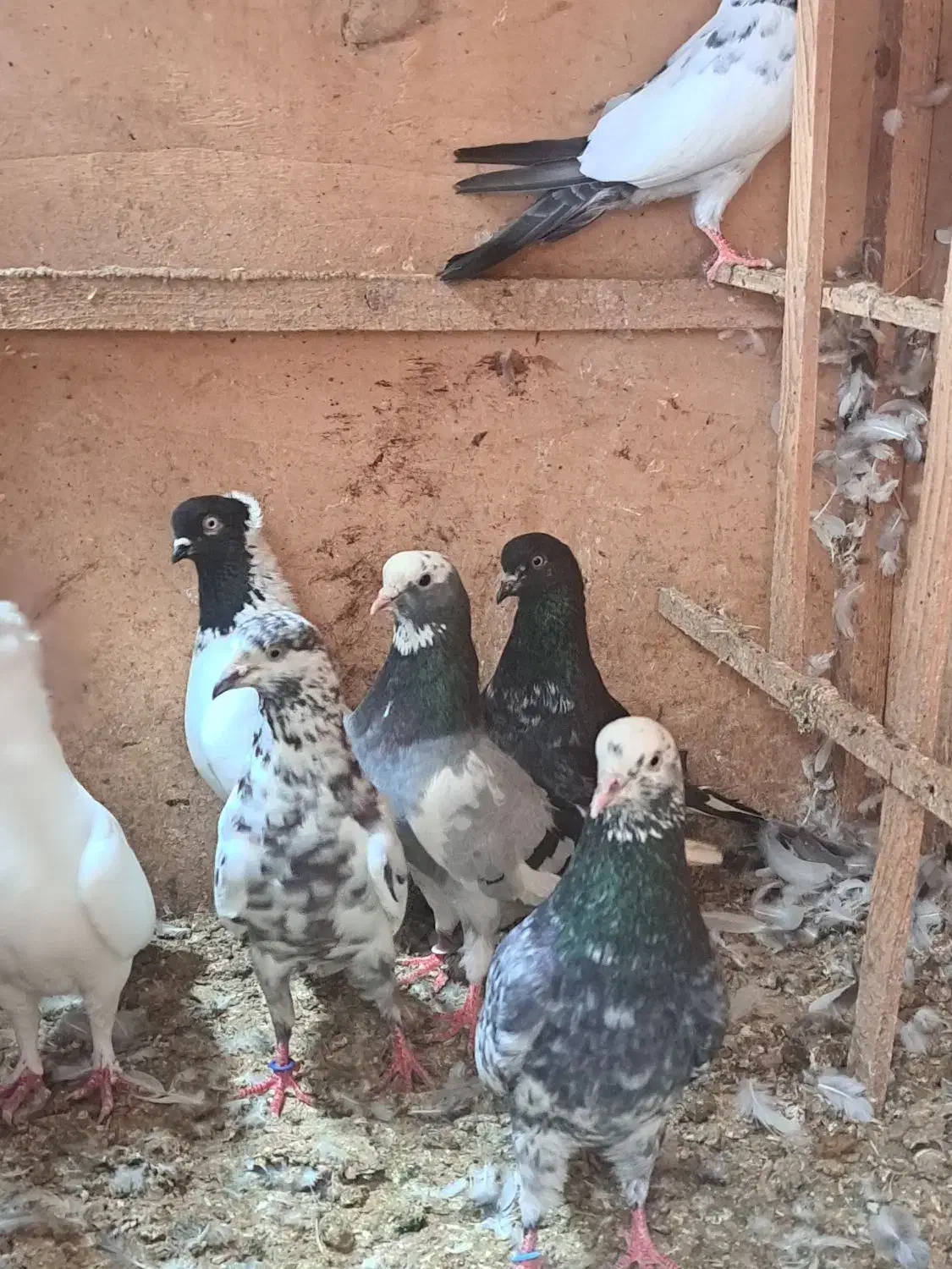 فروش یا معاوضه پرنده زیر قیمت و با اصالت|پرنده|بابل, |دیوار