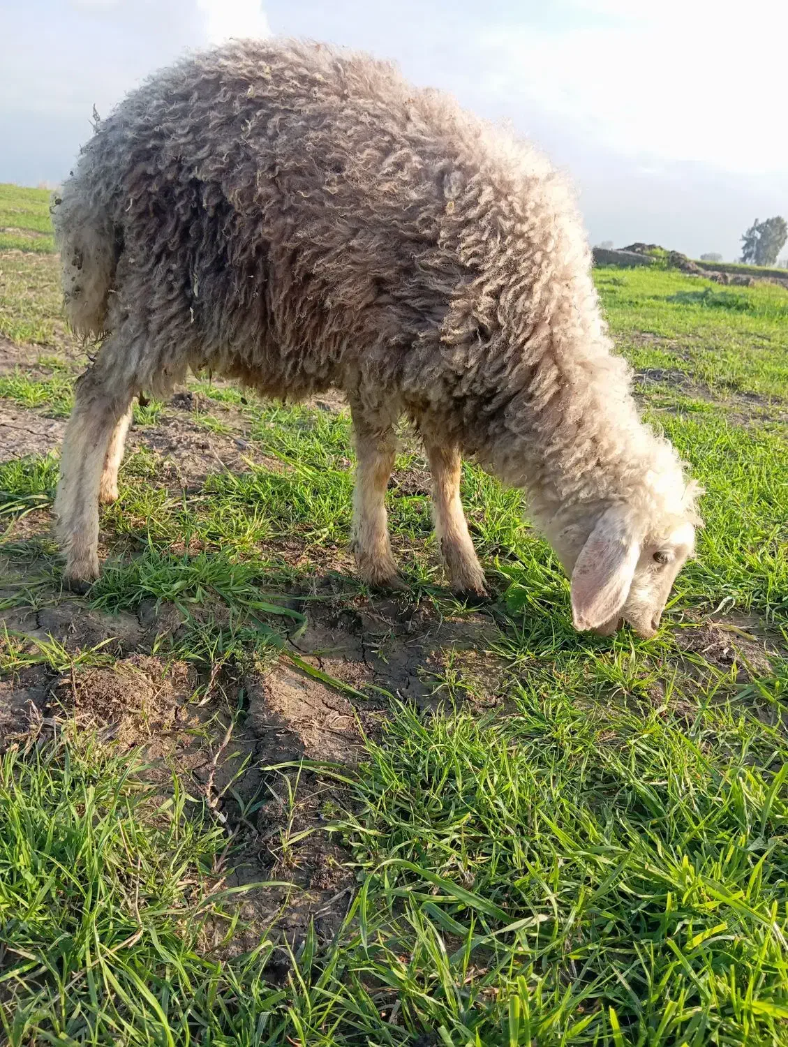 بره و بز|حیوانات مزرعه|سنگدوین, |دیوار