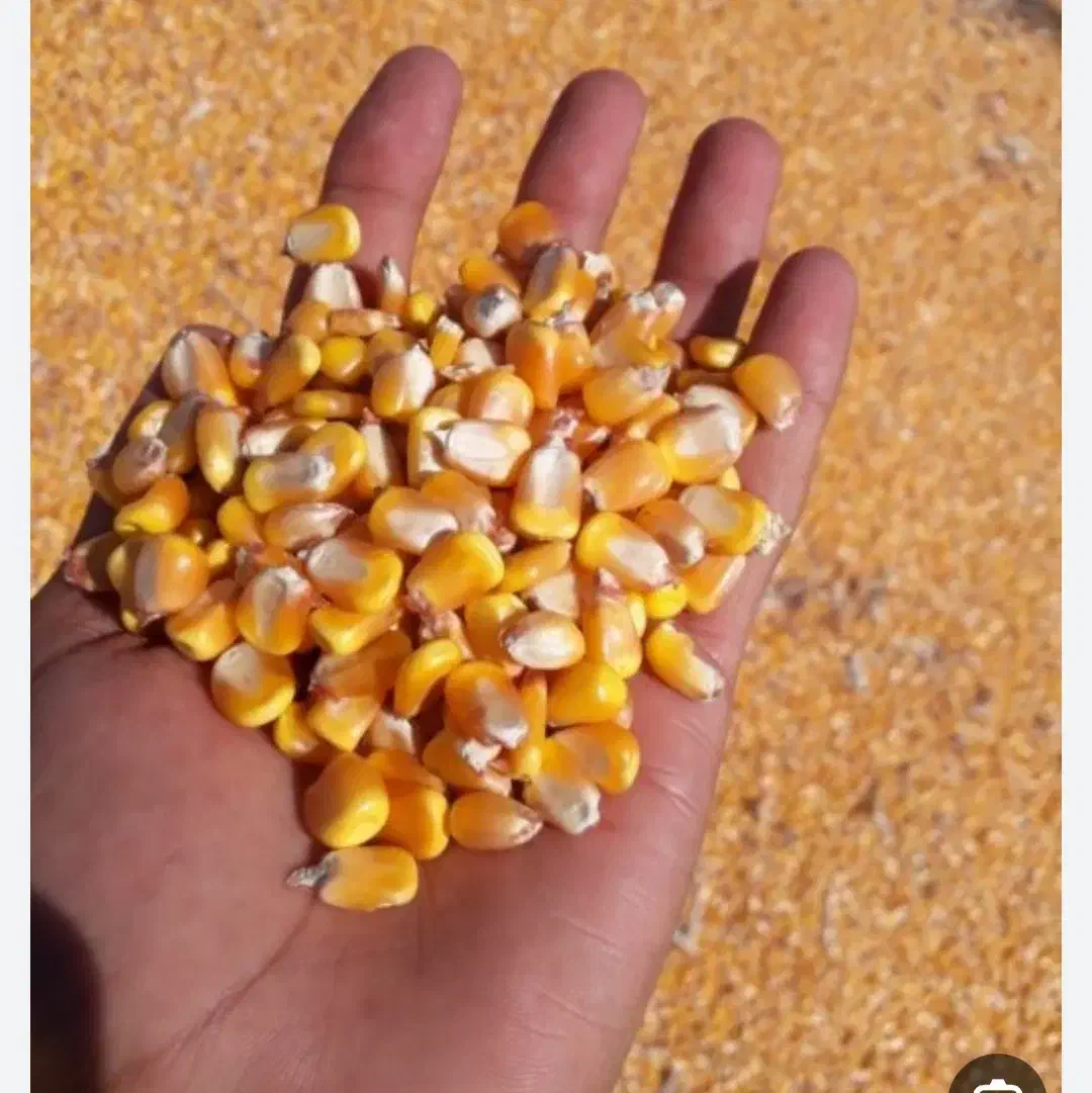 ذرت|لوازم جانبی حیوانات|نهاوند, |دیوار