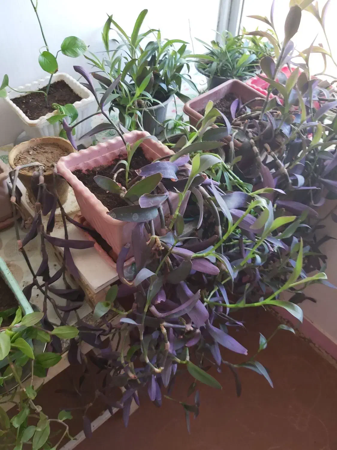 گلدان های گل بنفشه|گل و گیاه طبیعی|شاهین‌شهر, شهرک سایت|دیوار