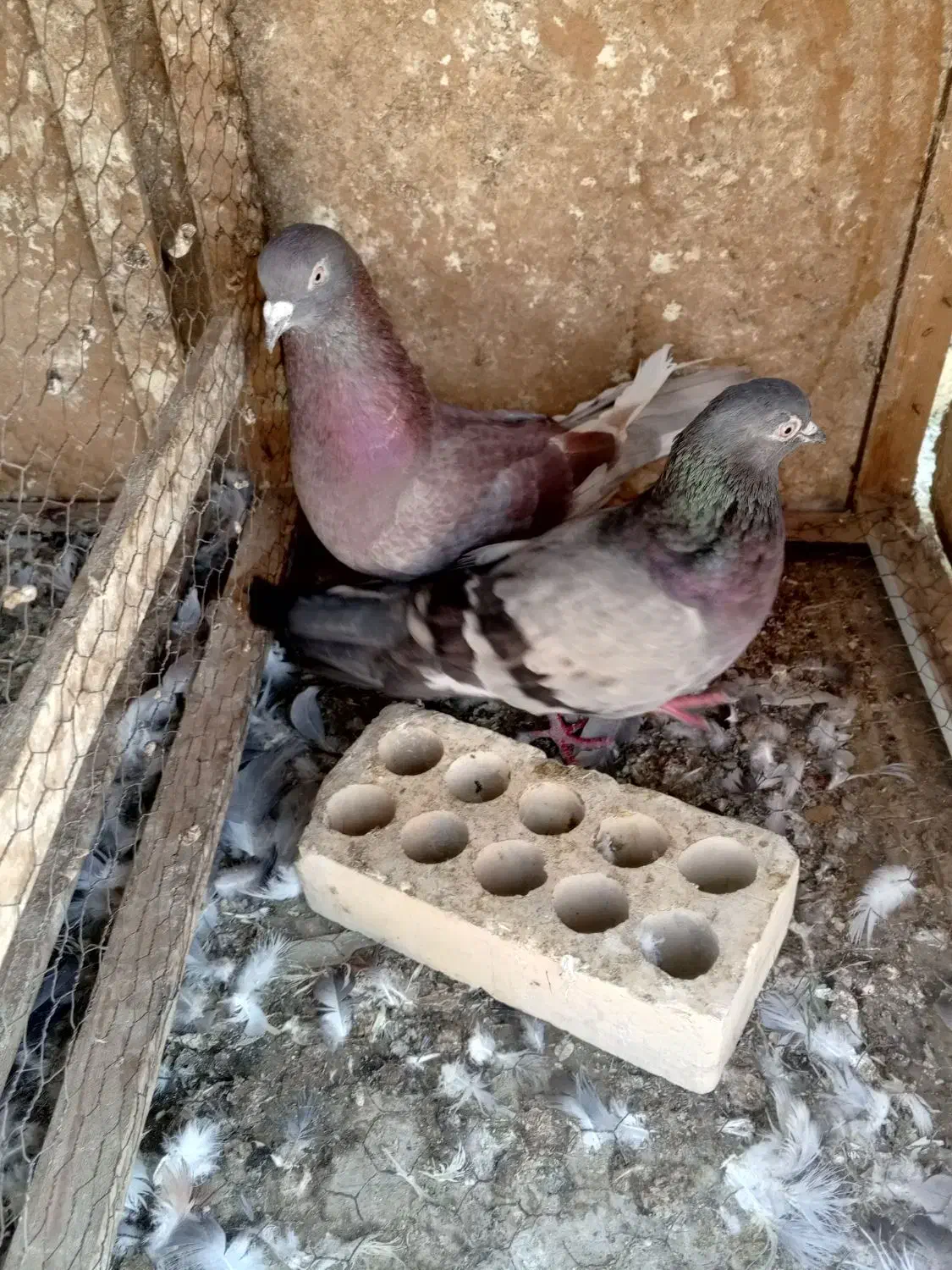 کبوتر لوت|پرنده|خرمشهر, |دیوار