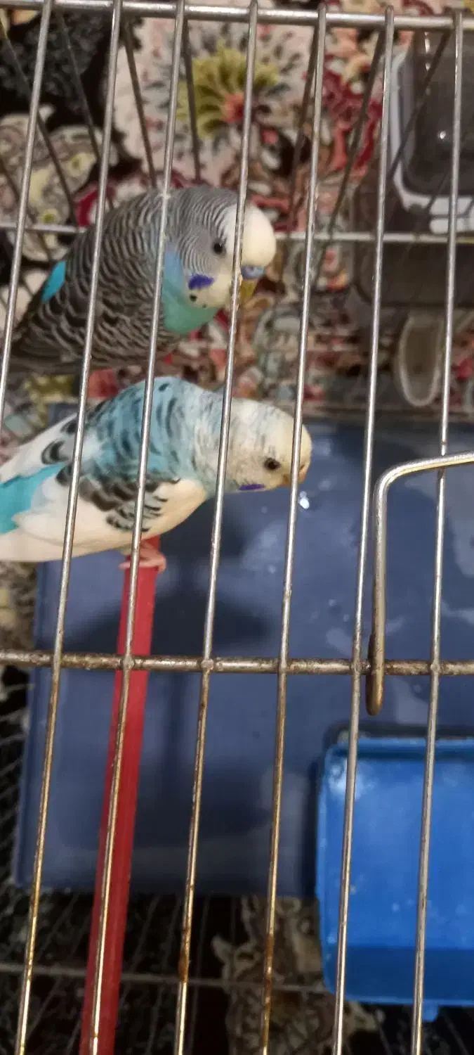 مرغ عشق مولد|پرنده|ملارد, |دیوار