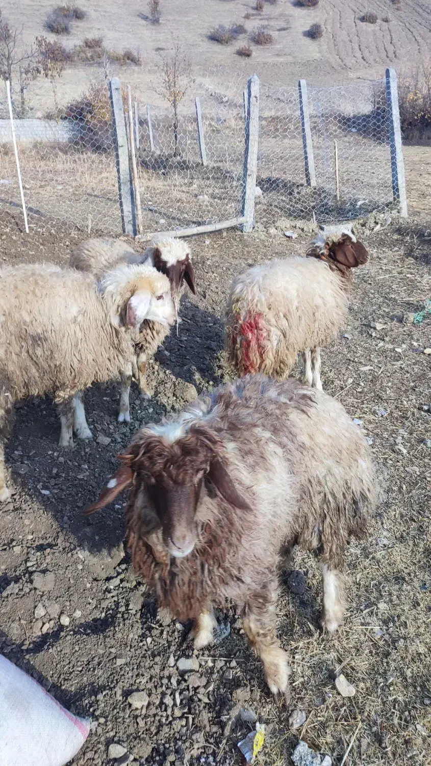 گوسفند کاور پوشی ماده|حیوانات مزرعه|جوانرود, |دیوار