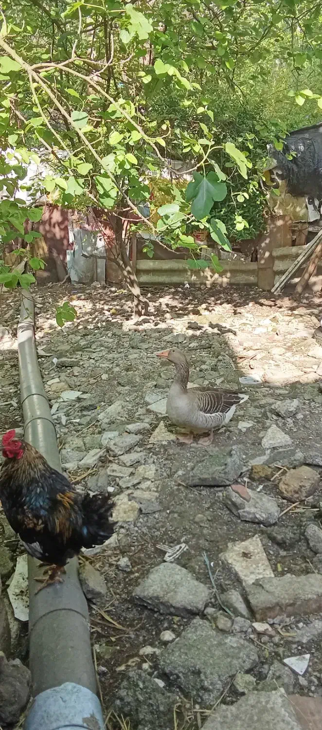 غاز|حیوانات مزرعه|رشت, آب و برق|دیوار