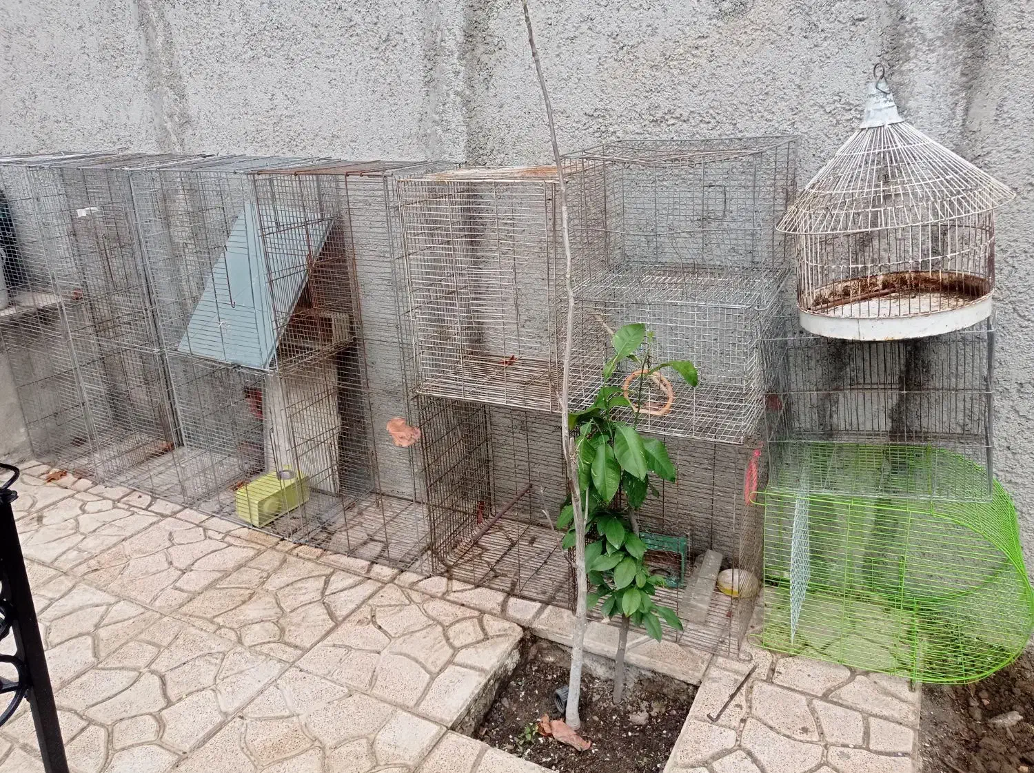 قفس|لوازم جانبی حیوانات|کرج, کلاک پایین|دیوار