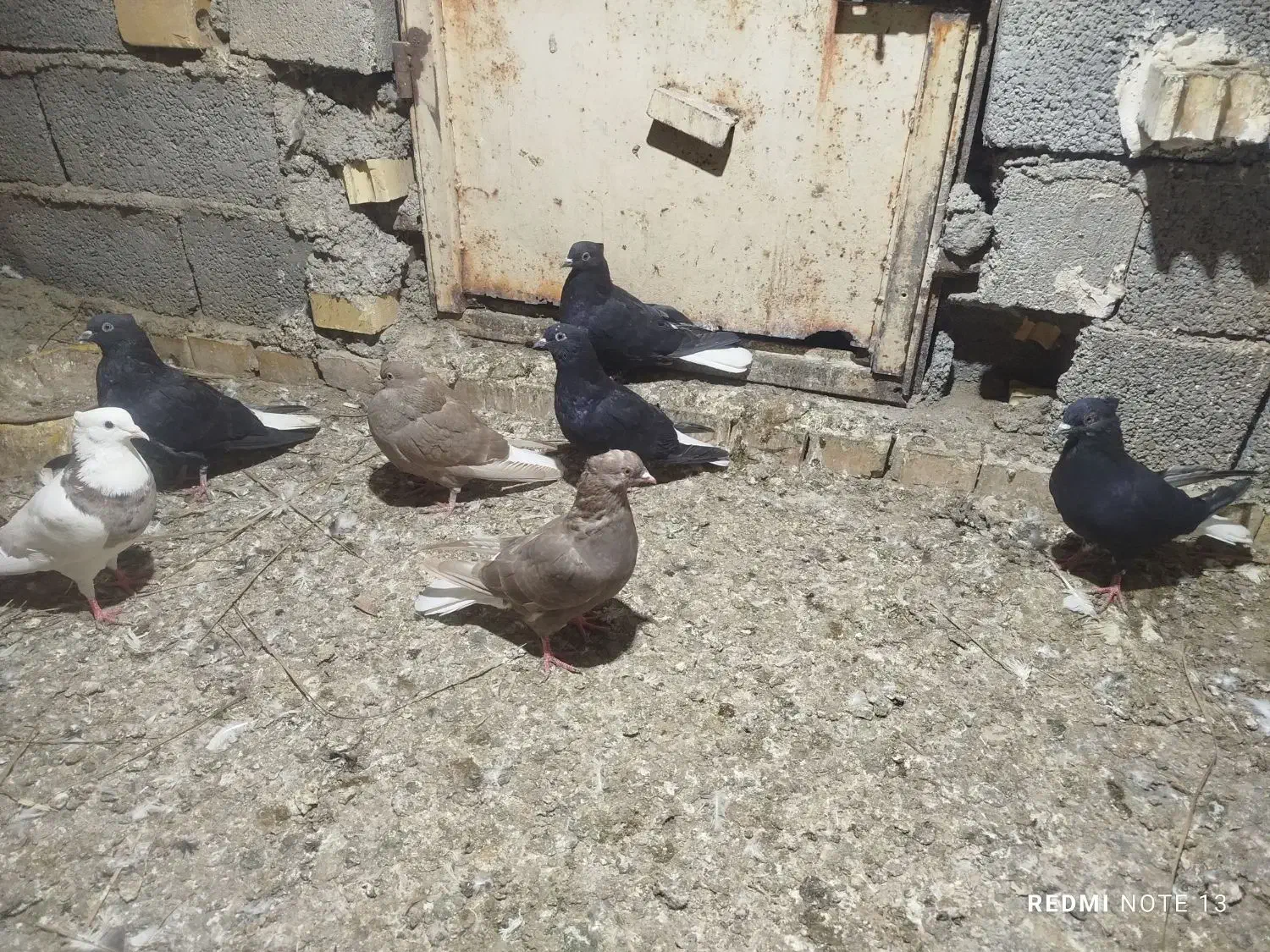 دمسفید|پرنده|سوسنگرد, |دیوار