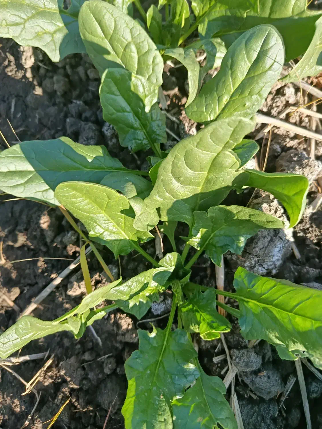 اسفناج|خوردنی و آشامیدنی|مینودشت, |دیوار