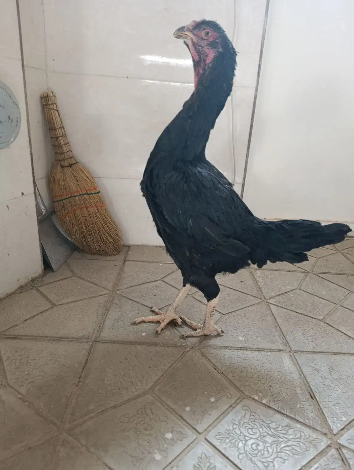 ۳جوجه خروس و مرغ نسل لاری|حیوانات مزرعه|تهران, امام زاده حسن|دیوار