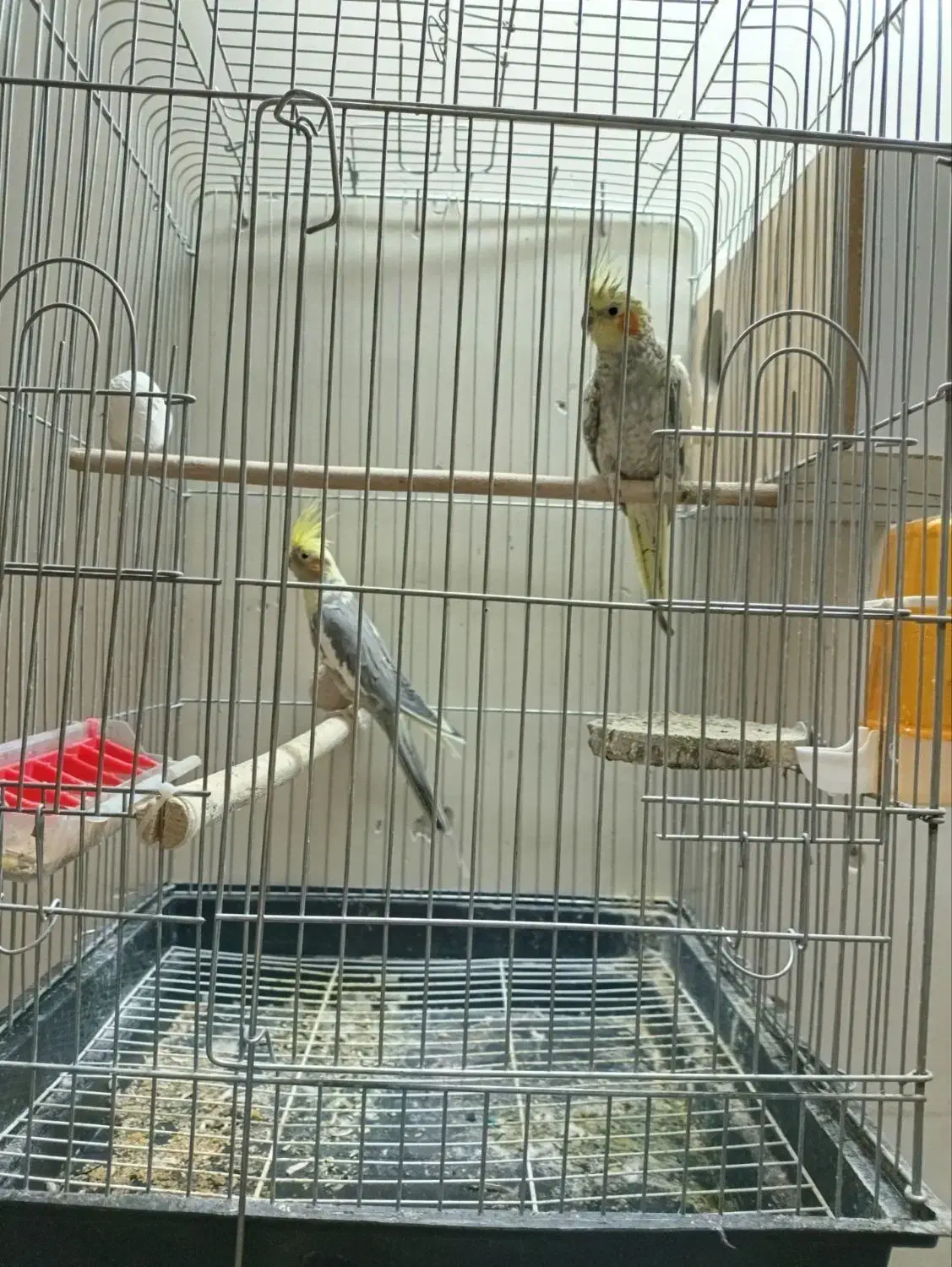 عروس هلندی|پرنده|بروجرد, |دیوار