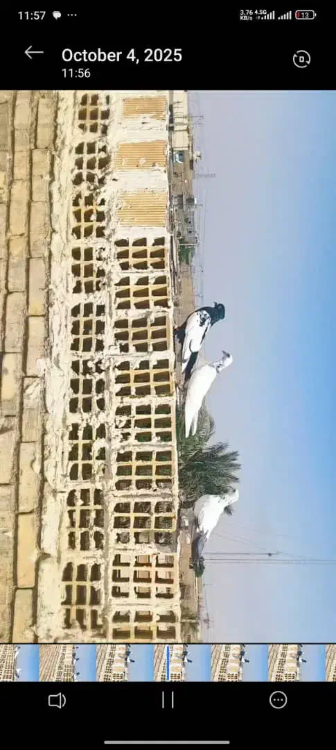 پرنده کبوتر رنگی|پرنده|کیانشهر, |دیوار