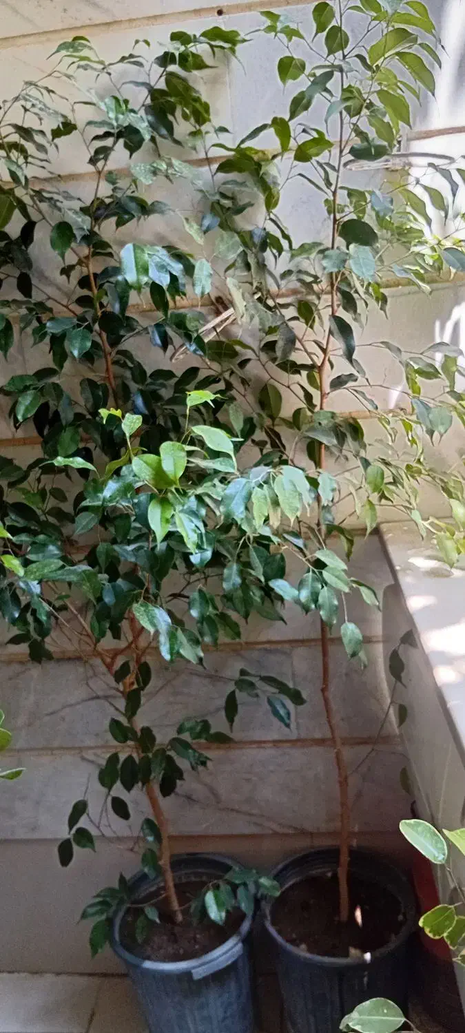 گل بنجامین|گل و گیاه طبیعی|شهریار, شهرک امیریه|دیوار