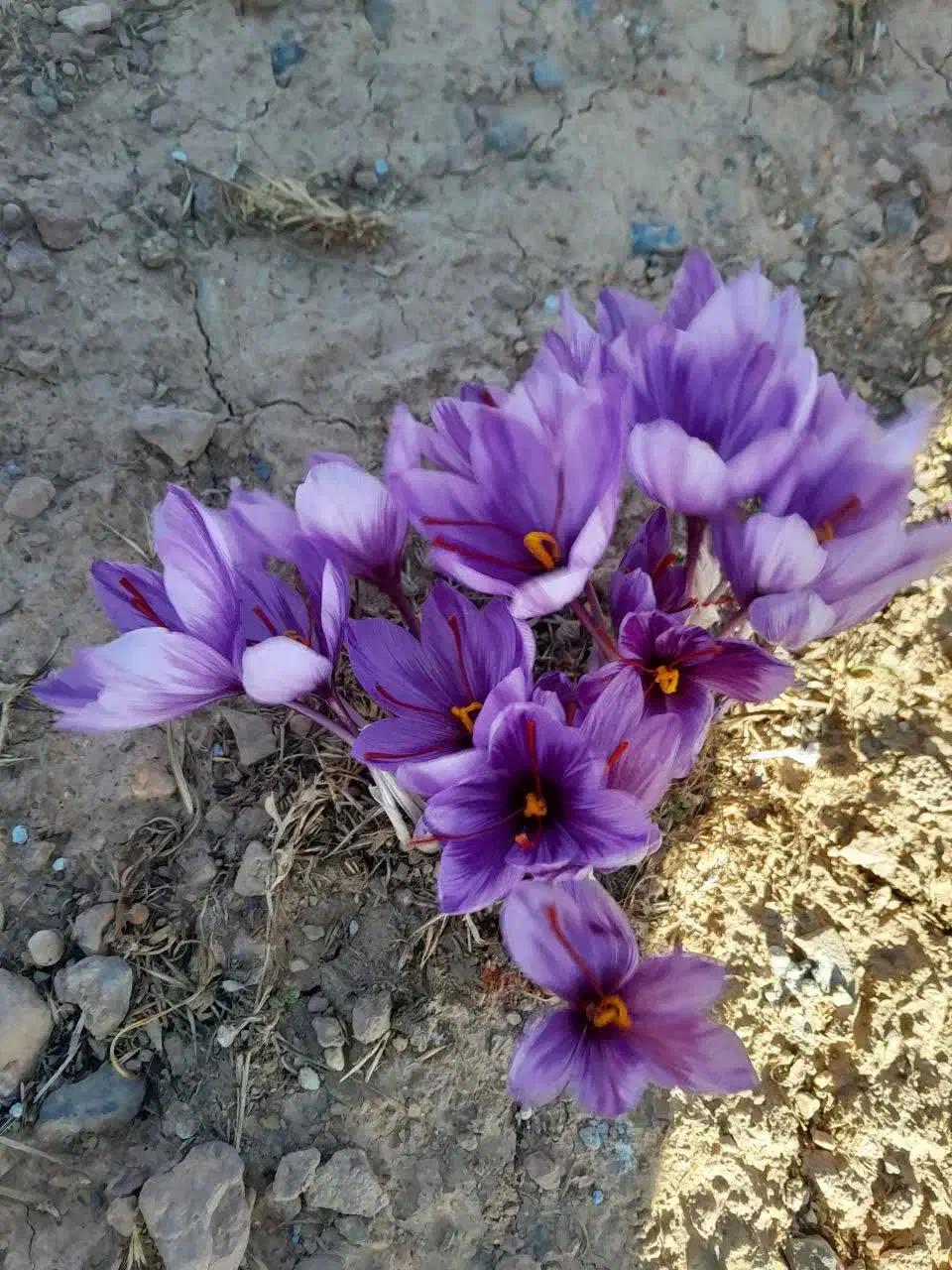 سرگل زعفران|عمدهفروشی|یزد, |دیوار