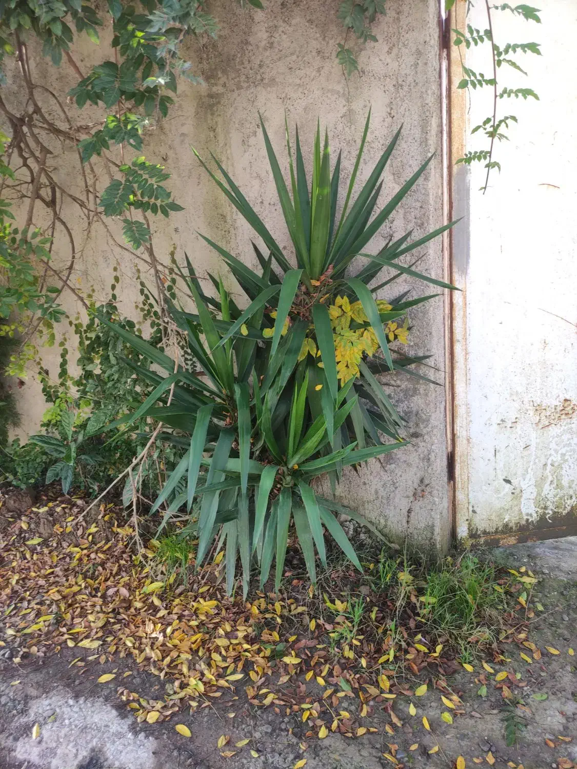 یوکا|گل و گیاه طبیعی|رشت, حومه رشت|دیوار