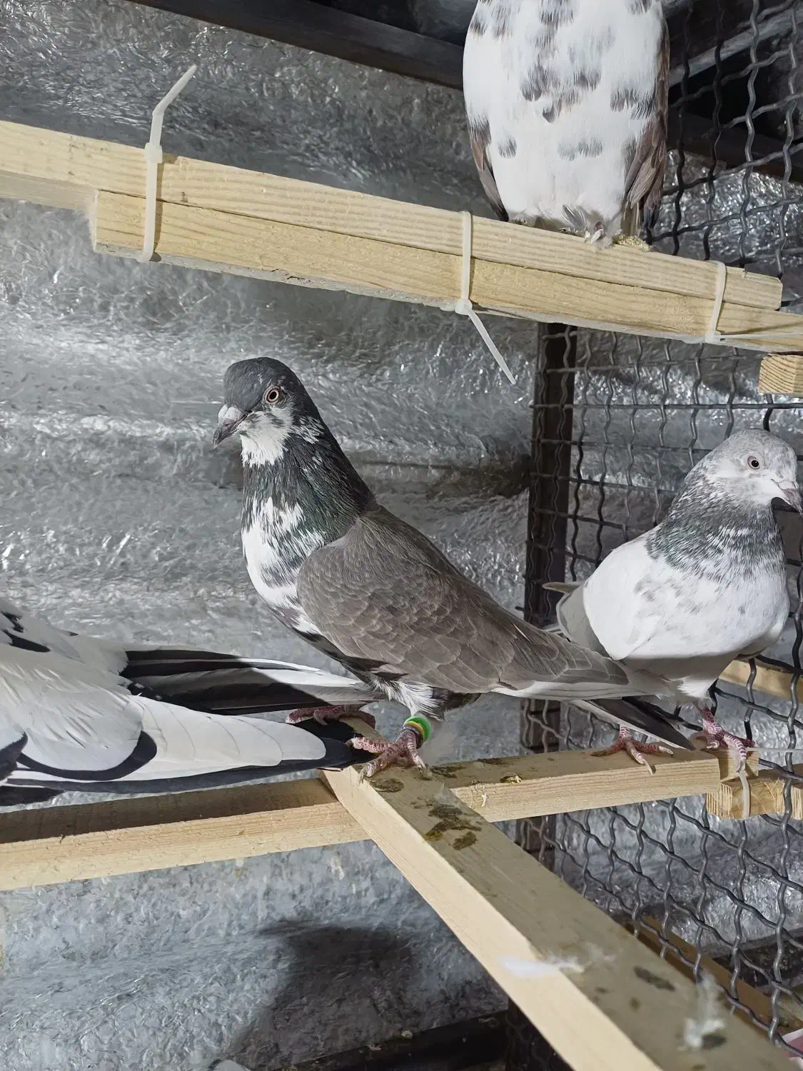 کبوتر پرشی عالی|پرنده|تهران, طیب|دیوار