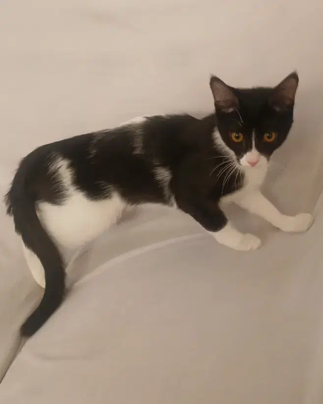 واگذاری گربه|گربه|کاشان, فاز ۲ ناجی آباد|دیوار