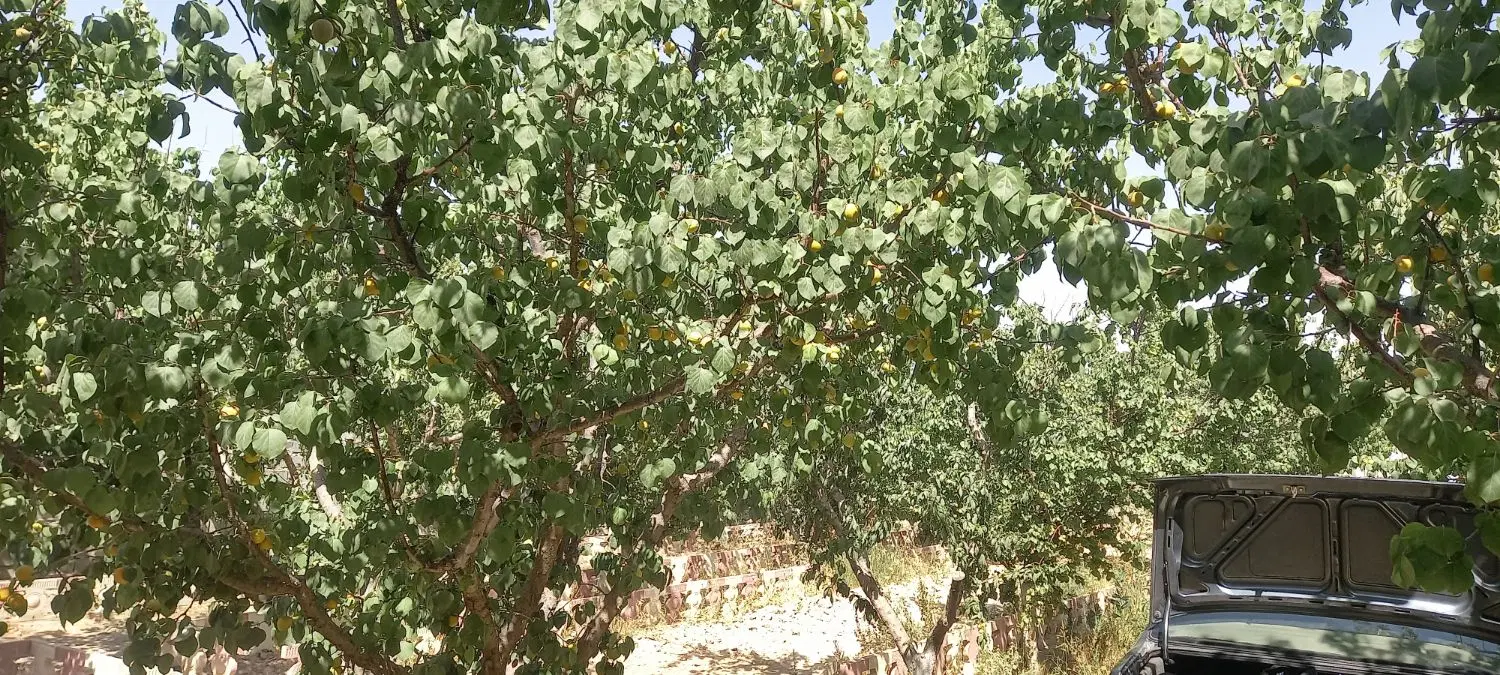 باغ فروشی|فروش زمین و ملک کلنگی|رباط‌کریم, رباط‌کریم|دیوار