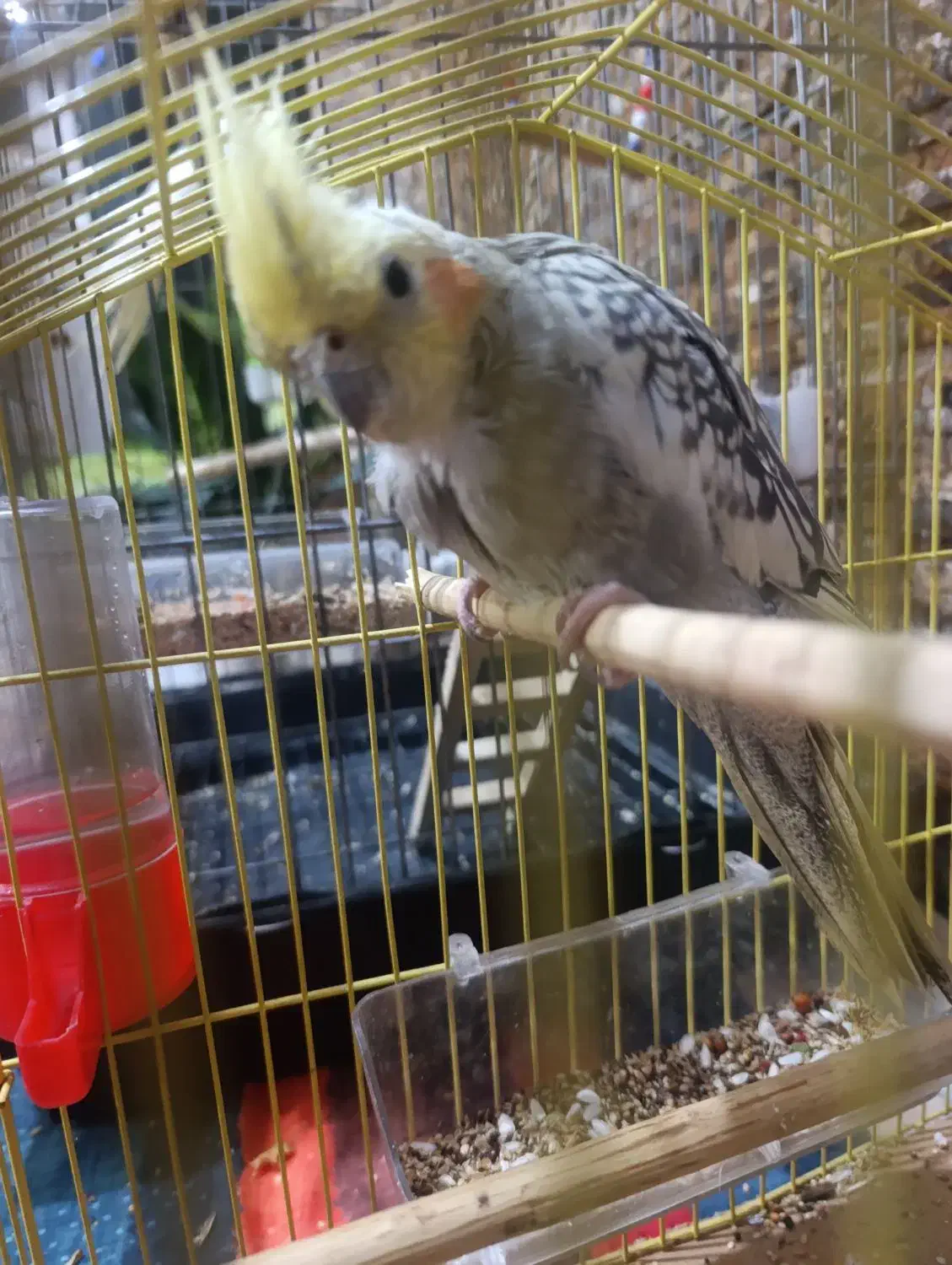 عروس هلندی|پرنده|ری, علایین|دیوار