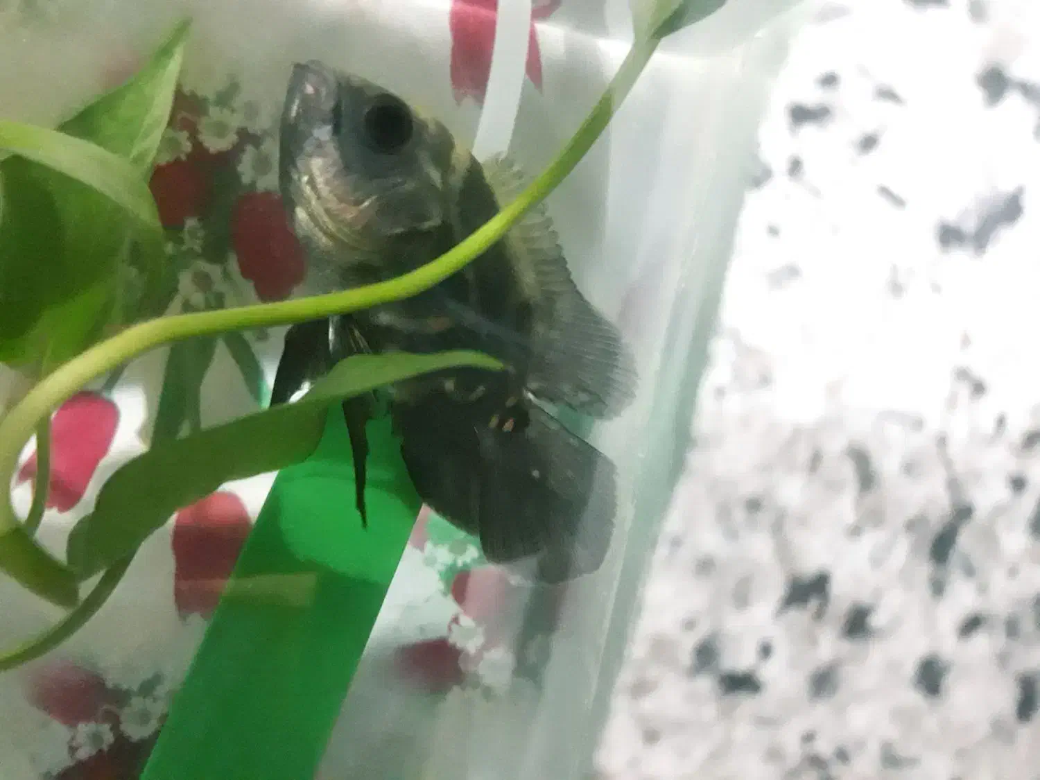 ماهی اسکار|ماهی|ملکآباد, |دیوار