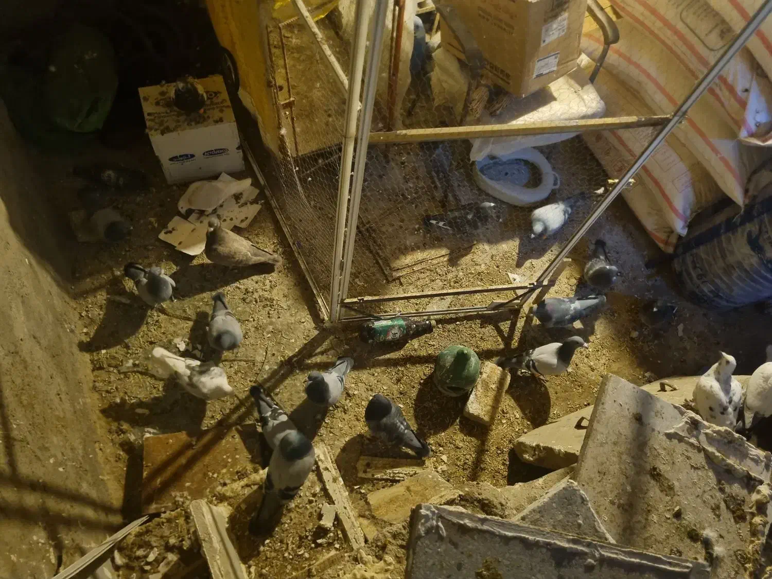 کبوتر|پرنده|سنقر, |دیوار