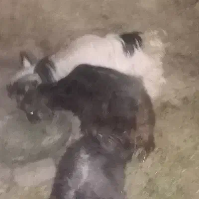 دو عدد بزغاله|حیوانات مزرعه|قروه, |دیوار