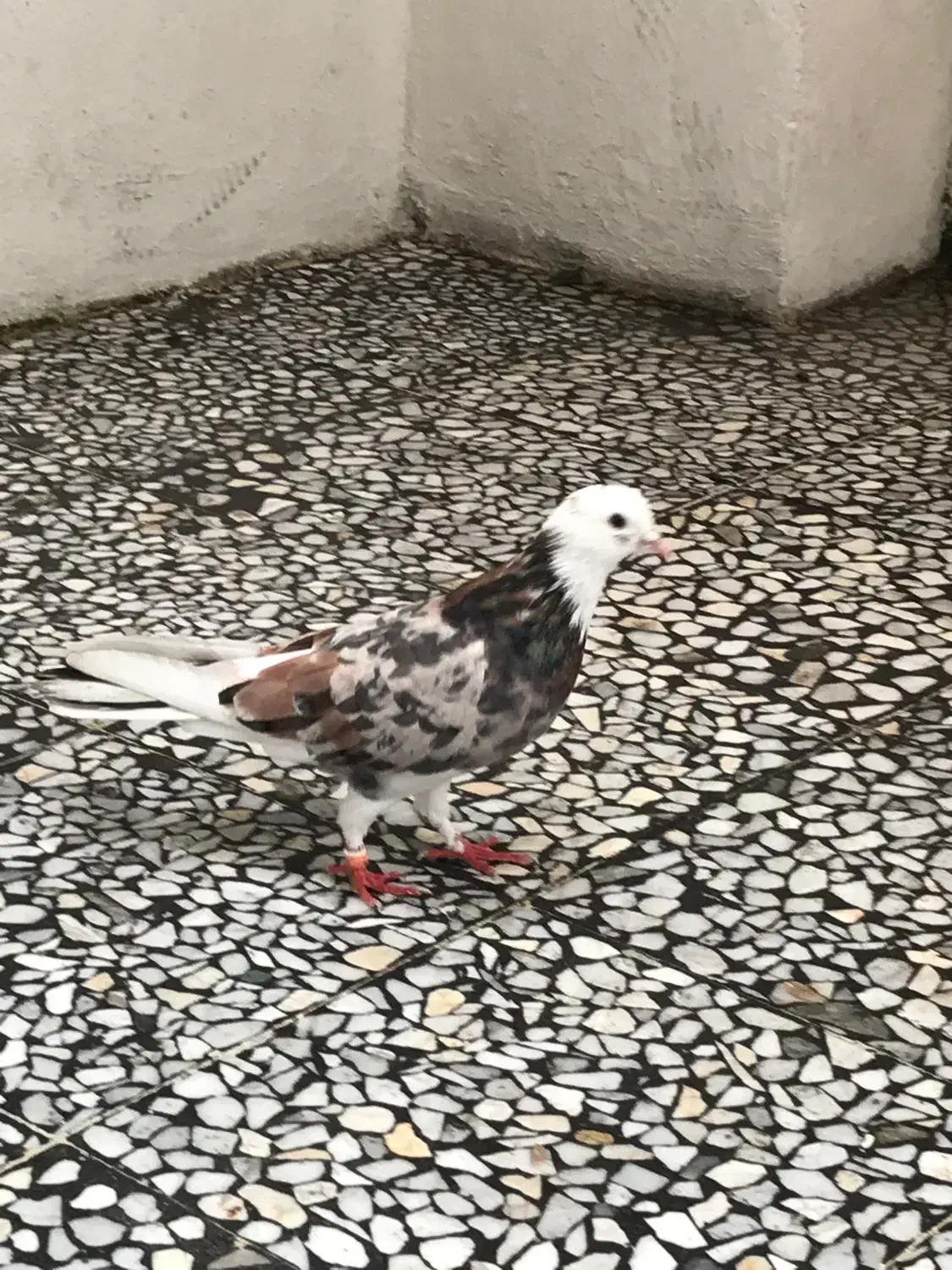 کبوتر سرور نر|پرنده|محمودآباد, |دیوار