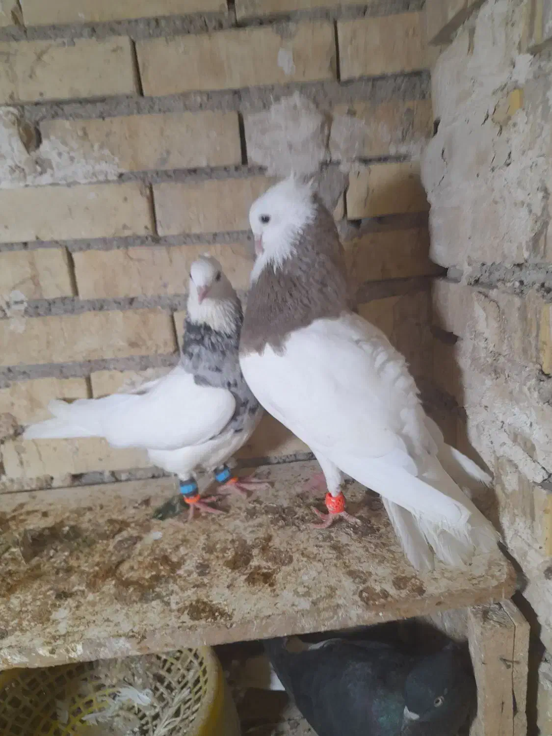 جفت طوقی یک|پرنده|رامشیر, |دیوار