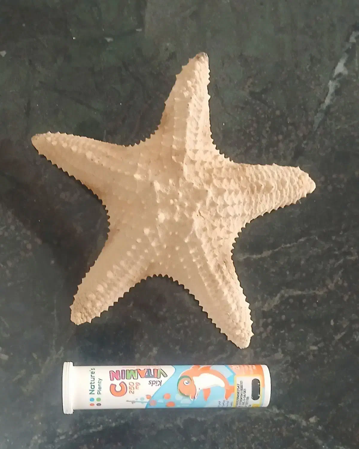 ستاره دریایی|ماهی|بوشهر, |دیوار