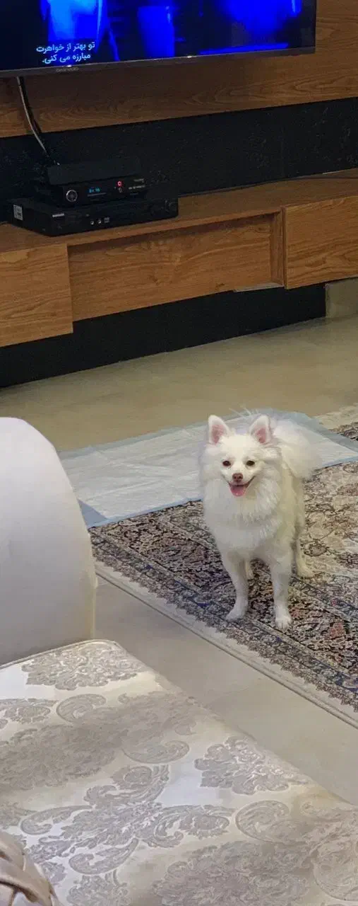 فروش سگ نژاد دار پا کوتاه|سگ|تنکابن, |دیوار