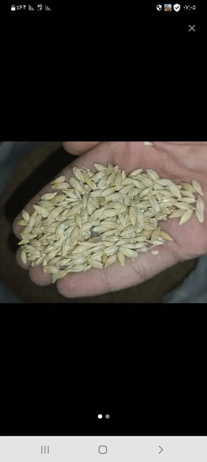 جو دولتی یا خارجی|خدمات باغبانی و درختکاری|باشت, |دیوار