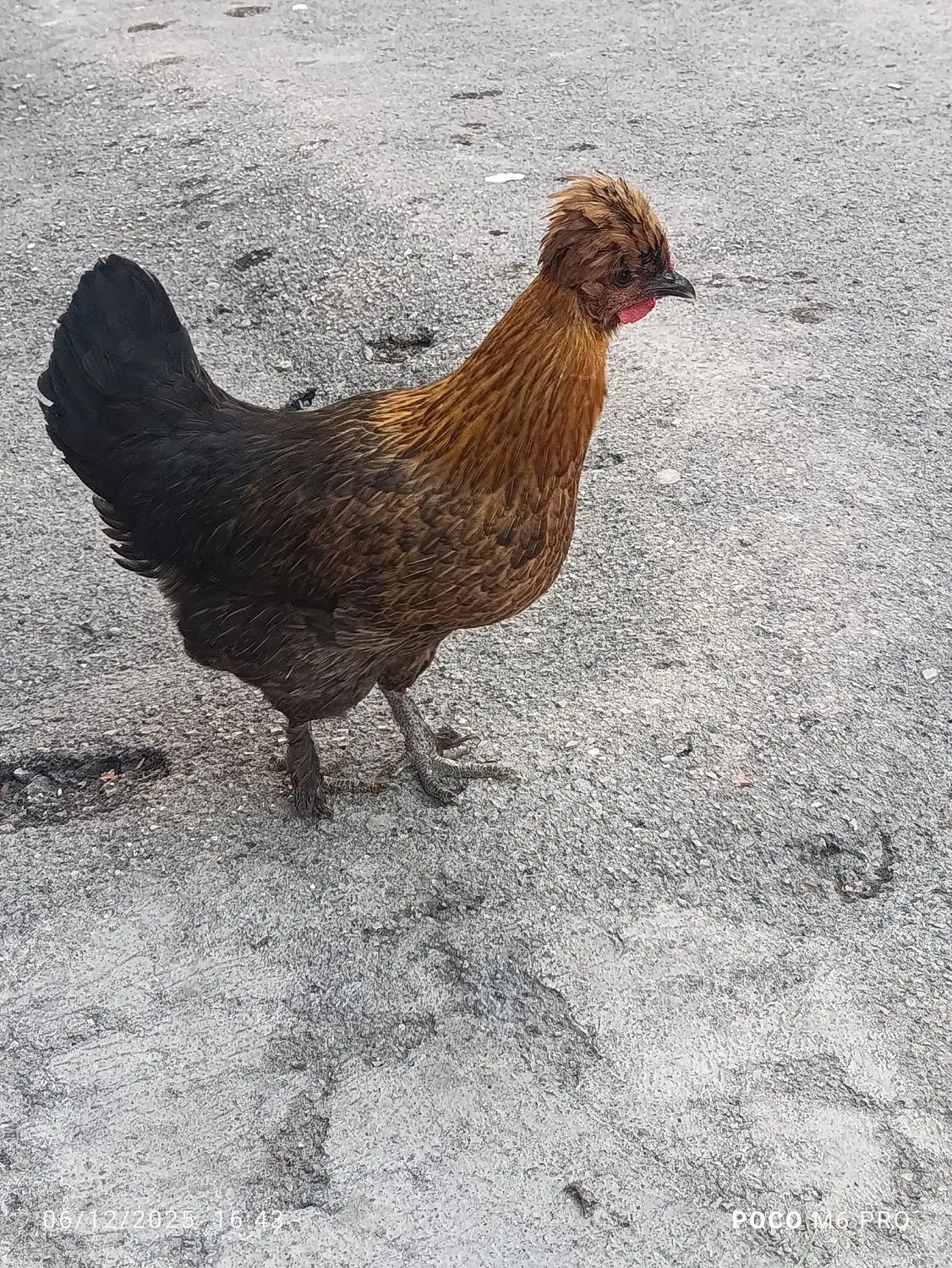 مرغ سلطان کاکلی و پاپر جوجه خروس|حیوانات مزرعه|کرمانشاه, |دیوار