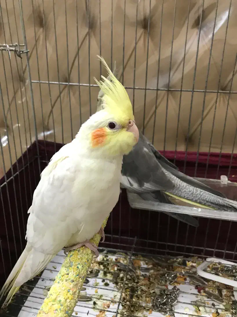 عروس هلندی|پرنده|رباط‌کریم, رباط‌کریم|دیوار