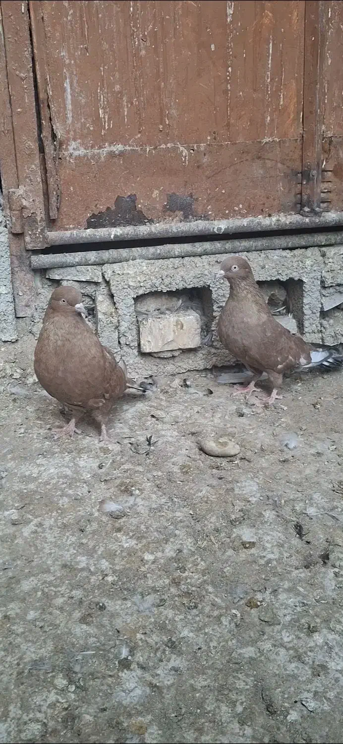 جفت تاپ|پرنده|امیدیه, |دیوار