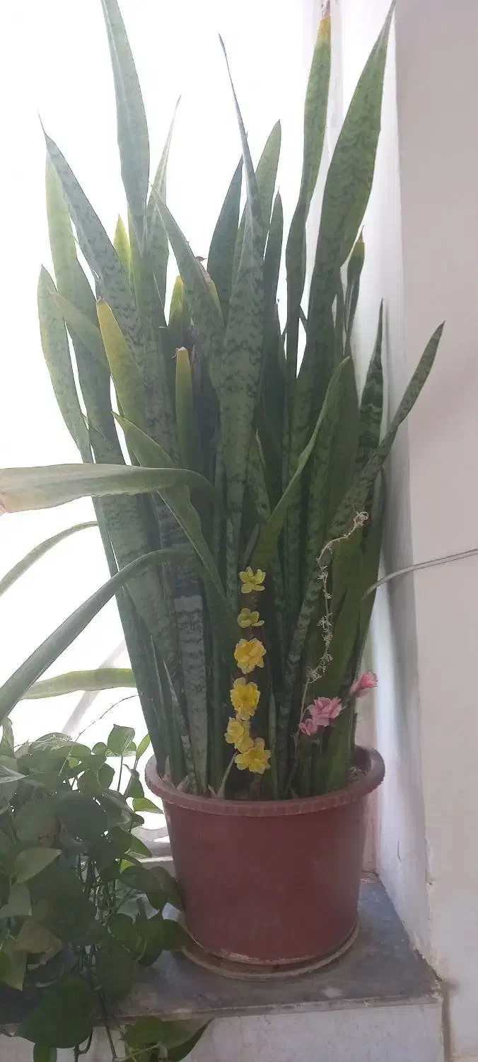 سانسوریا شمشیری سبز بزرگ|گل و گیاه طبیعی|کاشمر, |دیوار