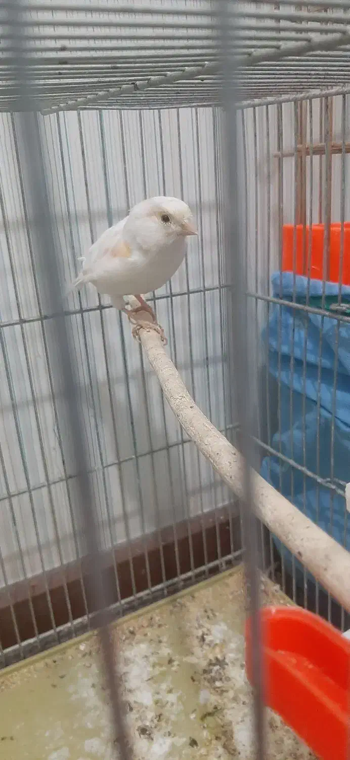 ۲ عددماده|پرنده|پاکدشت, پاکدشت (مامازند)|دیوار