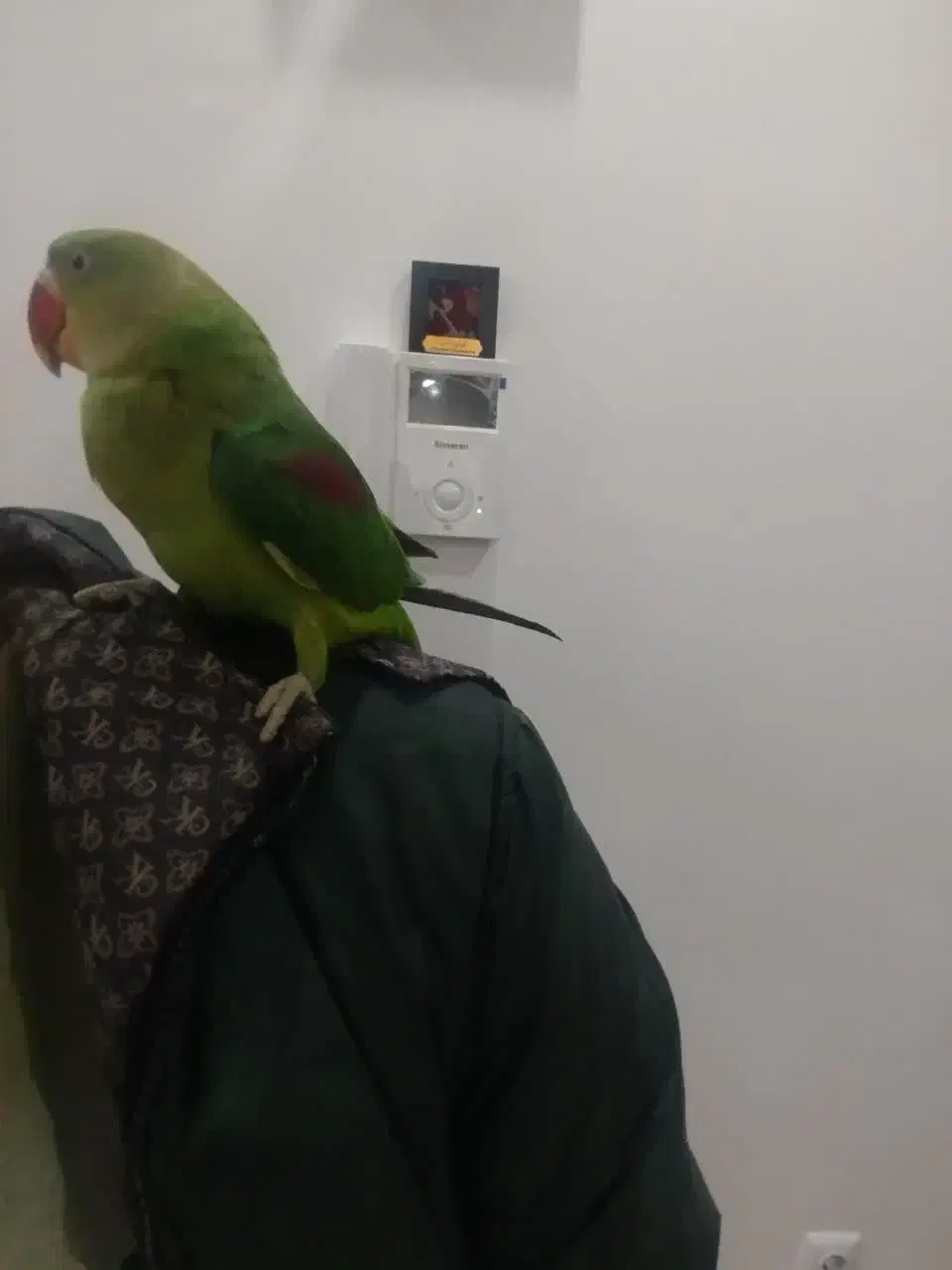 شاه طوطی نر فول رام دستی|پرنده|تهران, شهرک زینبیه|دیوار