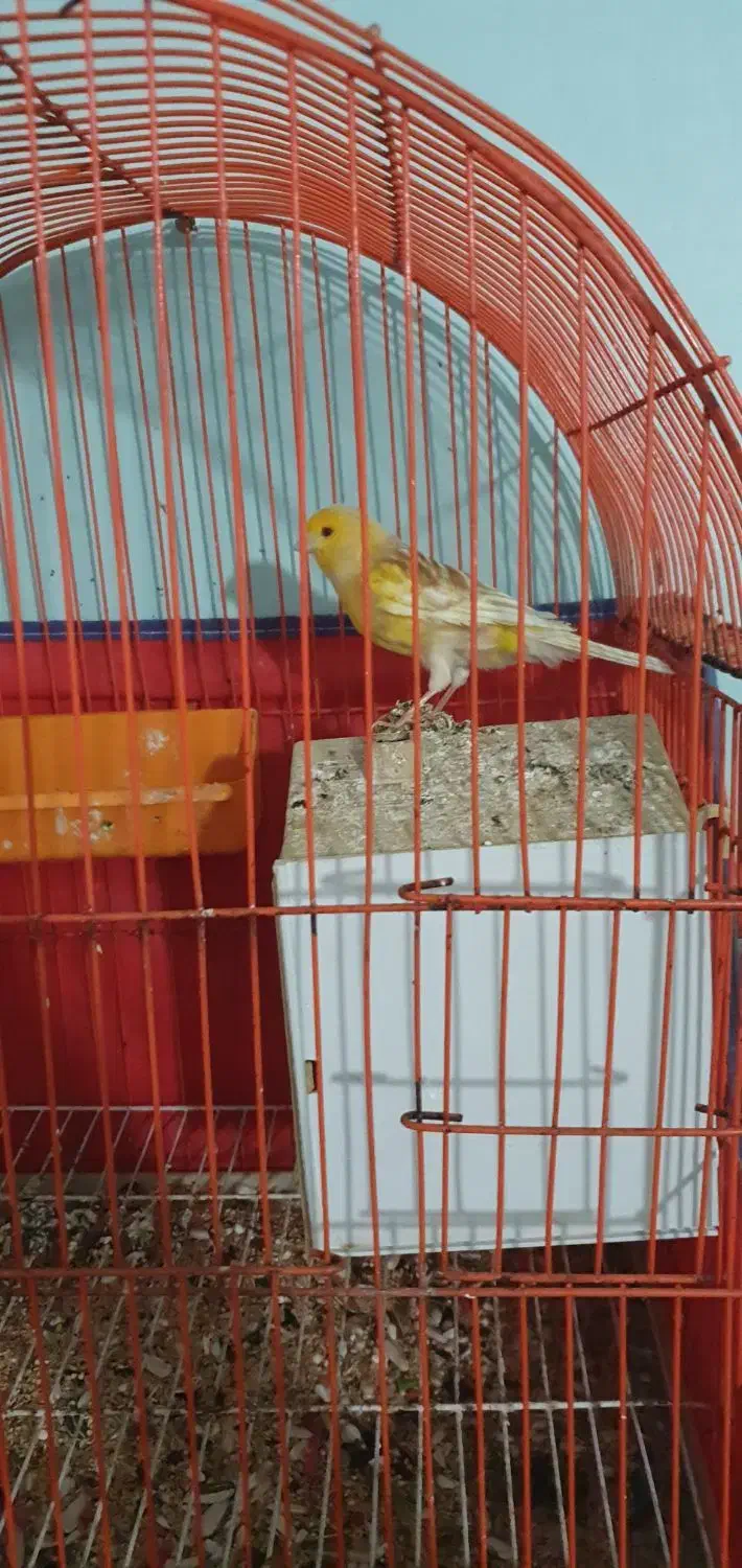 پرنده برافروش|پرنده|خرمشهر, |دیوار