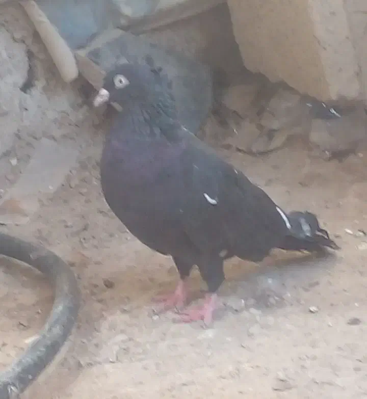 کفتر|پرنده|مسجد سلیمان, |دیوار