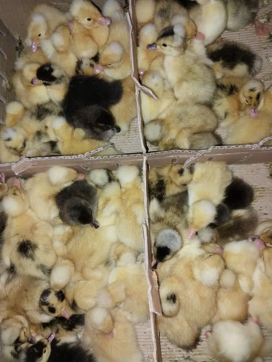 جوجه رنگی|حیوانات مزرعه|تهران, ترمینال جنوب|دیوار