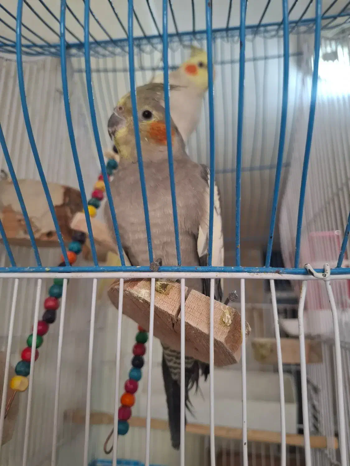 عروس هلندی|پرنده|سرپل ذهاب, |دیوار