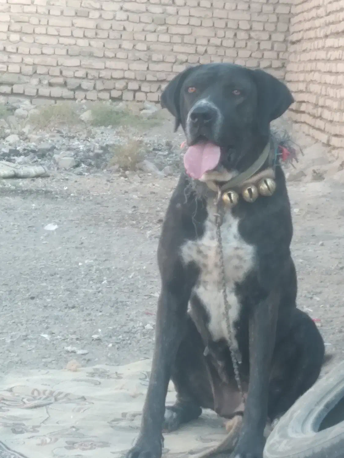 سگ ماده|سگ|تربتحیدریه, کلاته توکلی|دیوار